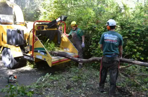 tree services Plainview